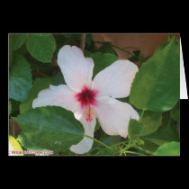 love valentine's flower cards