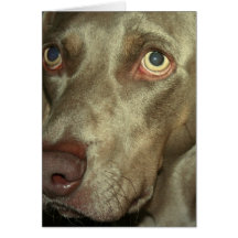 Love Weimeraner  Greeting Card