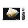 Love  White Rose