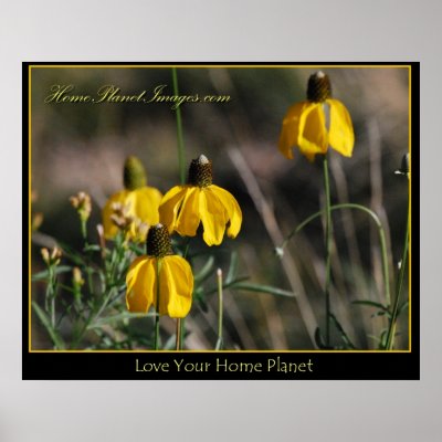 Love Your Home Planet / Coneflowers Poster by HomePlanetImages