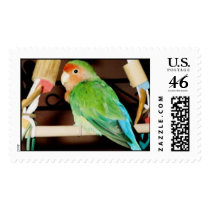 Lovebird on home made toy  postage