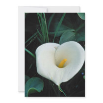 Lovely African lily at Mount Kenya, Safari Club Personalized Announcement