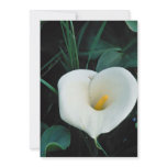 Lovely African lily at Mount Kenya, Safari Club Personalized Announcement