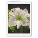 Lovely Amaryllis cards