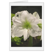 Lovely Amaryllis cards
