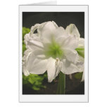 greetings, floral, flower, nature, amaryllis,