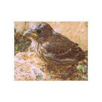 Lovely Baby Finch Stretched Canvas Gallery Wrap Canvas