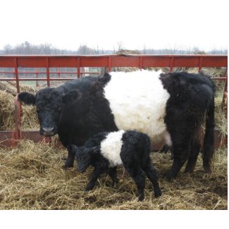 Lovely Beltie Cow and Calf mousepad