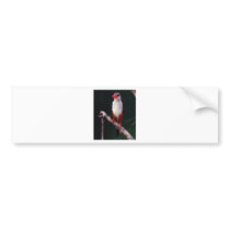 Lovely bird bumper stickers