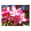 Lovely Blossoming Tree posters