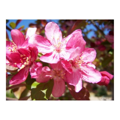 Lovely Blossoming Tree Poster by artispower