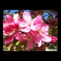 Lovely Blossoming Tree posters