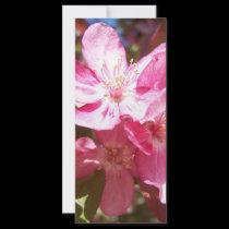 Lovely Blossoming Tree rack cards