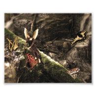 Lovely Butterfly Nature Fairy Photograph