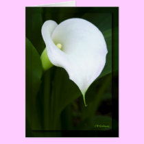 Lovely calla lily cards