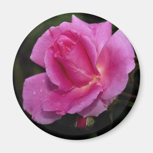 Lovely Carefree Beauty Shrub Rose 'Bucbi' Refrigerator Magnet