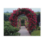 Lovely Climbing Rose Arches Postcards