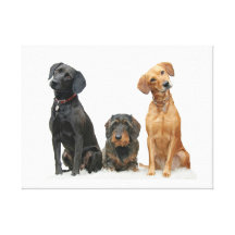 Lovely Dog 17  Stretched Canvas Print