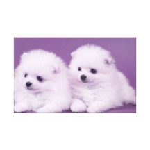 Lovely Dog 27  Stretched Canvas Print