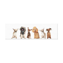 Lovely Dog Stretched Canvas Print