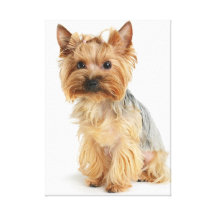 Lovely Dogs  Stretched Canvas Print
