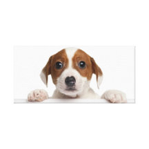 Lovely Dogs  Stretched Canvas Print