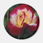 Lovely Double Delight Hybrid Tea Rose 'Andeli' Magnets