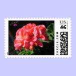 Lovely garden geranium stamps