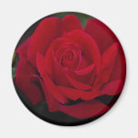 Lovely Hybrid Tea Rose 'Chrysler Imperial' Fridge Magnets