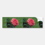 Lovely Hybrid Tea Rose 'Fragrant Cloud' Bumper Stickers