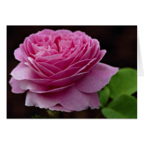Lovely Hybrid Tea Rose 'Heirloom' Cards