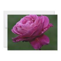 Lovely Hybrid Tea Rose 'Heirloom' Custom Invites
