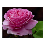 Lovely Hybrid Tea Rose 'Heirloom' Postcards