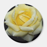 Lovely Hybrid Tea Rose 'Helmut Schmidt' Fridge Magnets