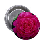 Lovely Hybrid Tea Rose 'Tiffany'leaves Buttons