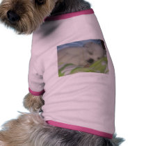lovely jema's pet pet clothing