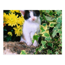 Lovely Kitten 32 Post Cards
