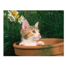 Lovely Kitten 54 Post Cards