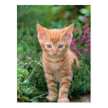 Lovely Kitten 7 Post Cards