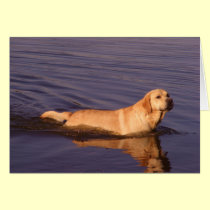Lovely Lab cards by Rainmountain Lovely Lab cards