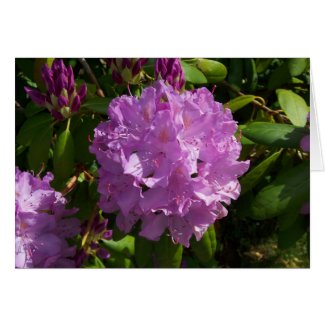 Lovely Lavender Rhododendron zazzle_card