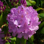 Lovely Lavender Rhododendron magnet