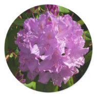 Lovely Lavender Rhododendron zazzle_sticker