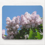 Lovely Lilacs