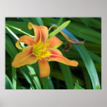 Lovely Lily Photography For Sale Poster