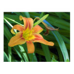 Lovely Lily Photography For Sale Poster