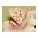 Lovely Lily posters