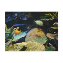 Lovely living thing post cards