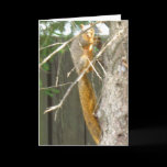 Lovely Long Tail cards