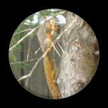 Lovely Long Tail magnets